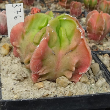 Astrophytum myriostigma cv. Hyozan Fukuryu