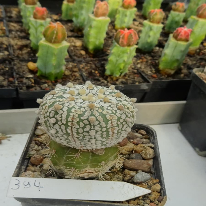 Astrophytum myriostigma cv.super kabuto