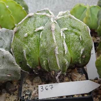 Astrophytum myriostigma cv. Hyozan Fukuryu, veredelt