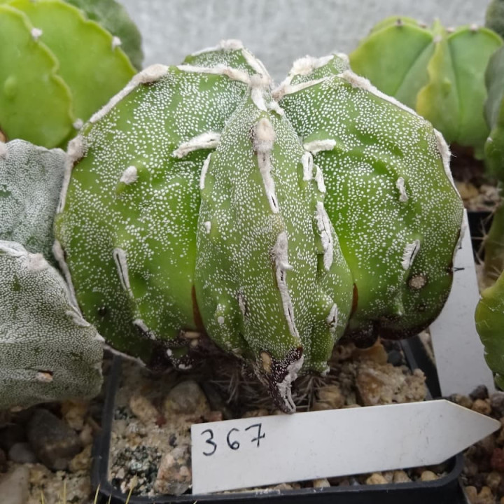 Astrophytum myriostigma cv. Hyozan Fukuryu, veredelt