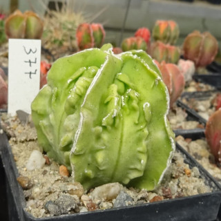 Astrophytum myriostigma cv. Hyozan Fukuryu
