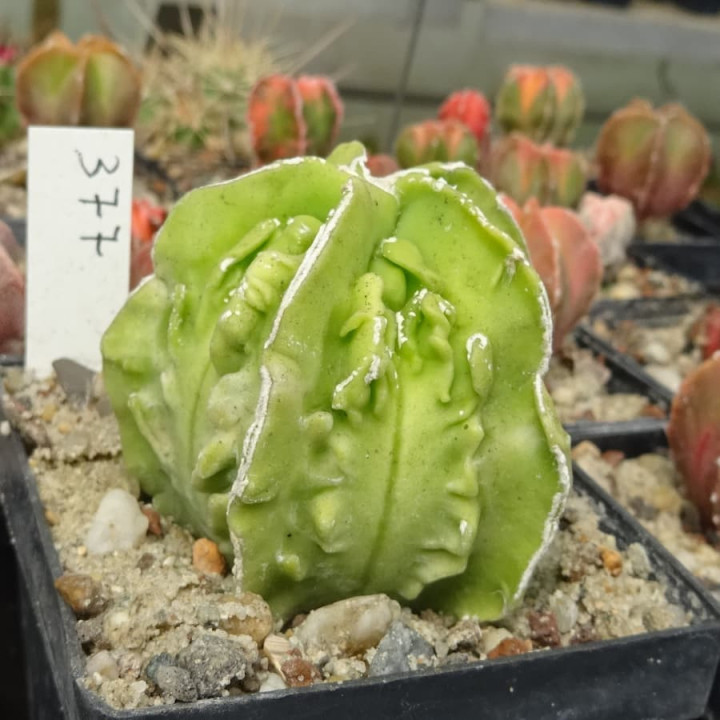 Astrophytum myriostigma cv. Hyozan Fukuryu