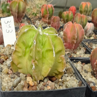 Astrophytum myriostigma cv. Hyozan Fukuryu