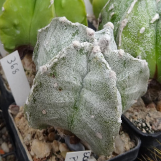 Astrophytum myriostigma cv. Hyozan Fukuryu, veredelt