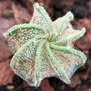 Astrophytum capricorne (dornenlos)