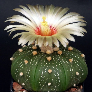 Astrophytum asterias