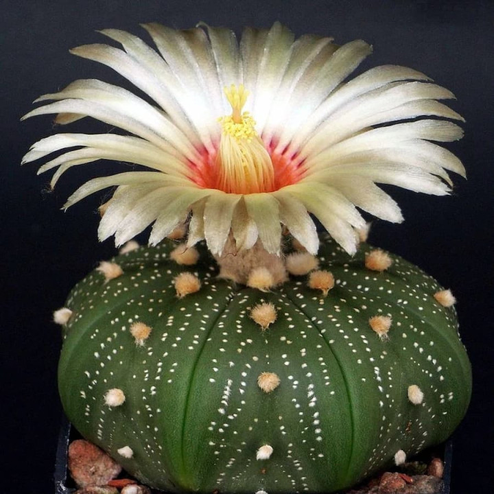 Astrophytum asterias