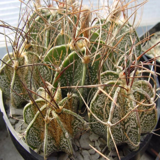 Astrophytum capricorne var.minor SB 269