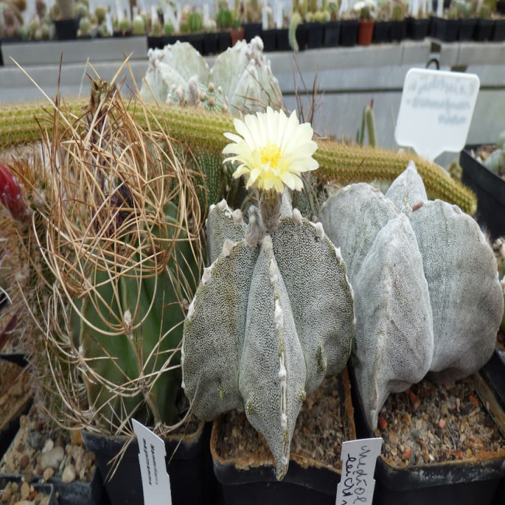 Astrophytum coahuilense