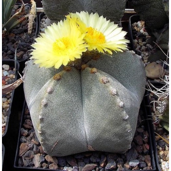 Astrophytum myriostigma