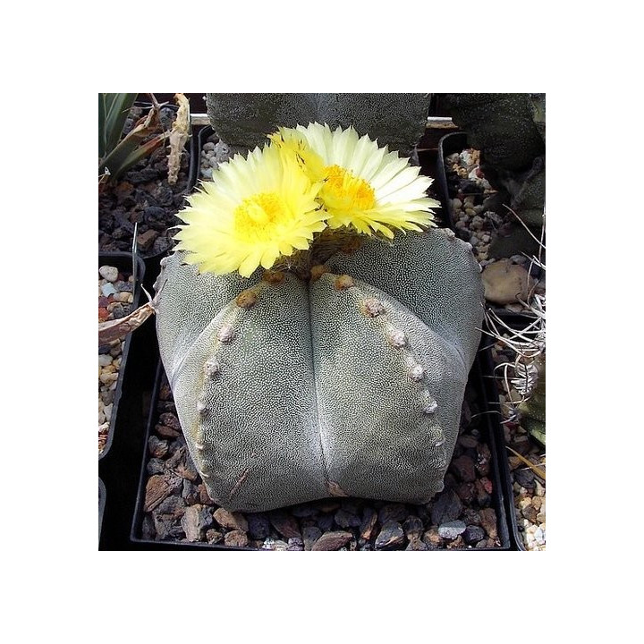 Astrophytum myriostigma