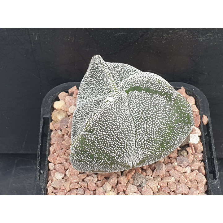 Astrophytum myriostigma f. tricostatum