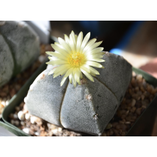 Astrophytum myriostigma var.quadricostatum