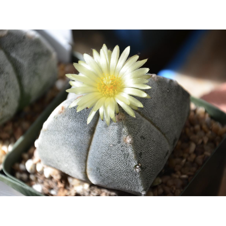 Astrophytum myriostigma var.quadricostatum