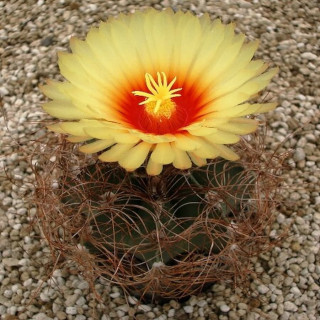 Astrophytum senilis
