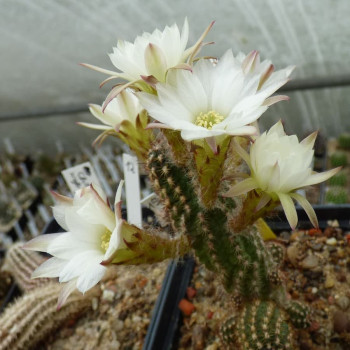 Chamaecereus  Albiflora