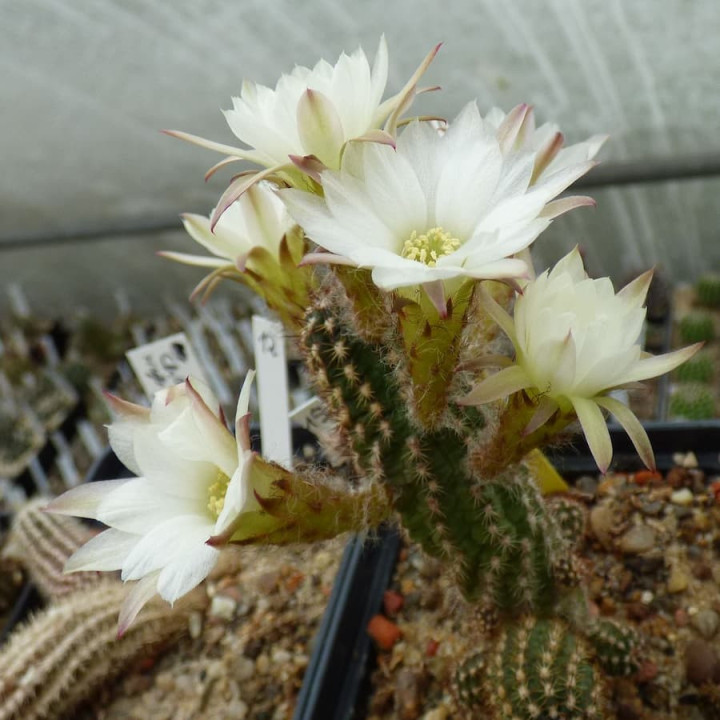 Chamaecereus  Albiflora