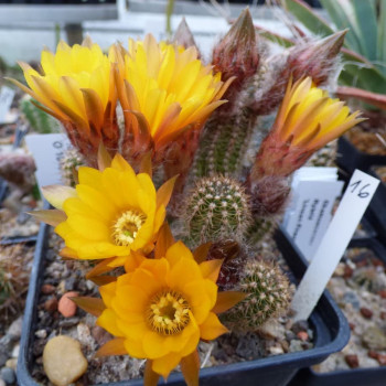 Chamaecereus  Bernstein