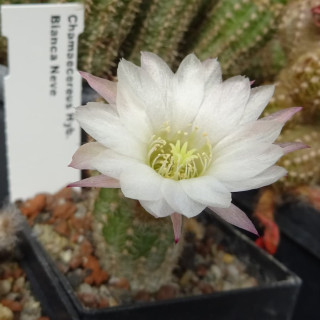 Chamaecereus  Bianca Neve