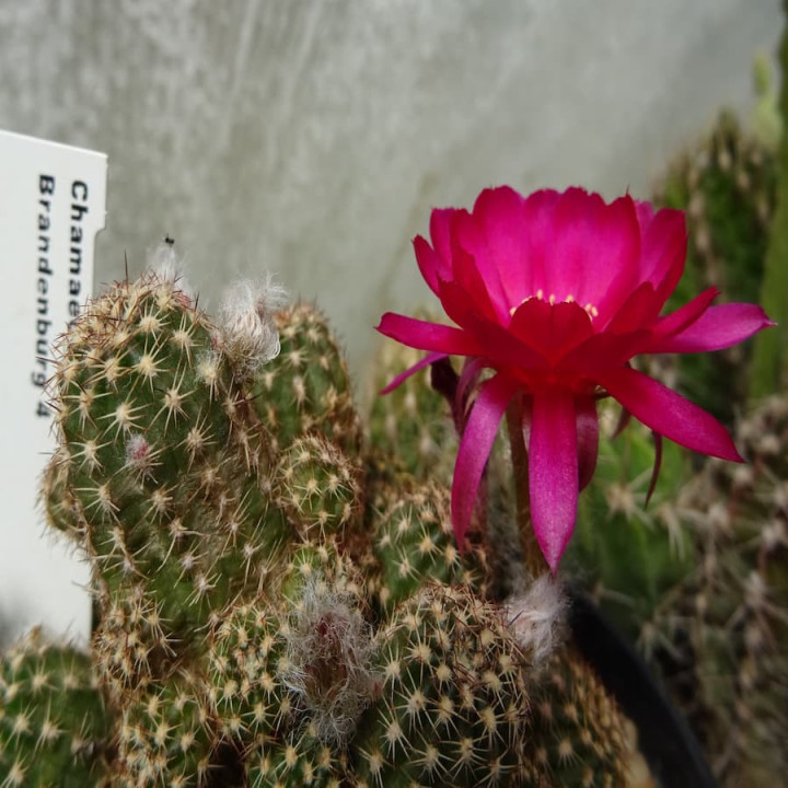 Chamaecereus  Brandenburg 4