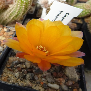 Chamaecereus  Brillance