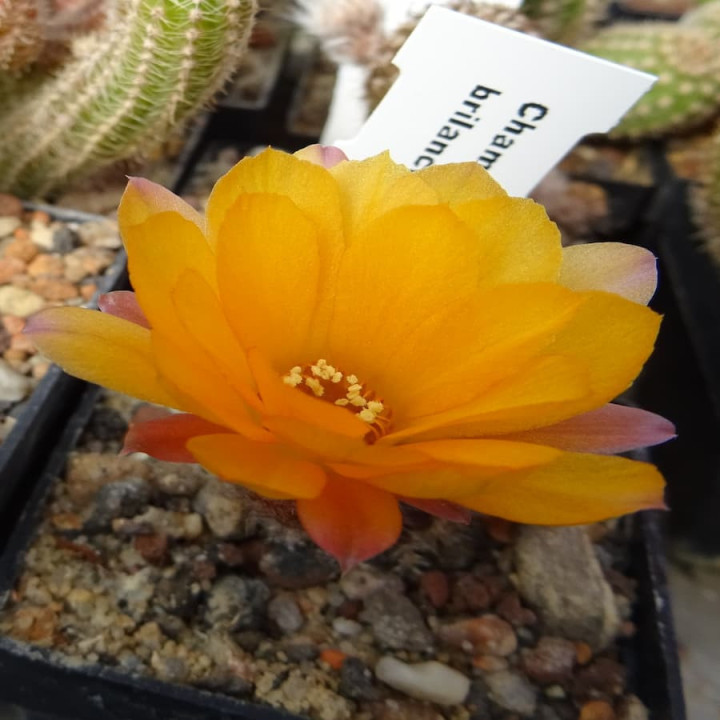 Chamaecereus  Brillance