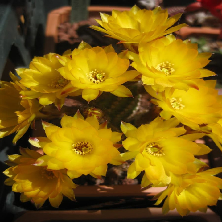Chamaecereus  Citrin