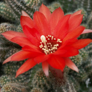 Chamaecereus  dunkel orange rot