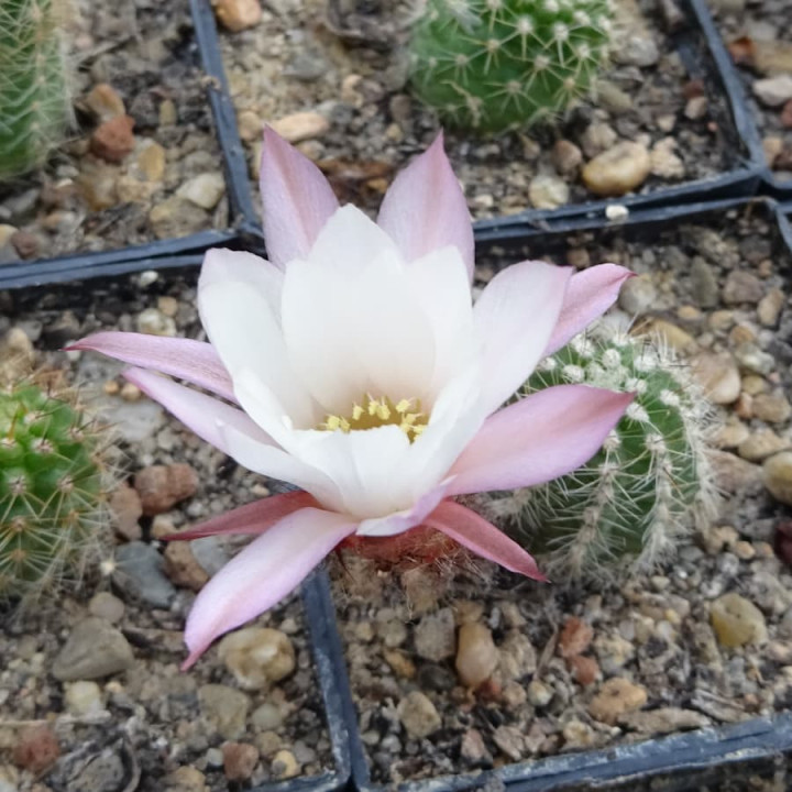 Chamaecereus  Elfentanz