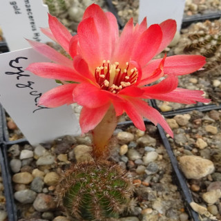 Chamaecereus  Eye gold