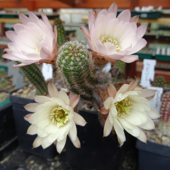 Chamaecereus  Feenzauber