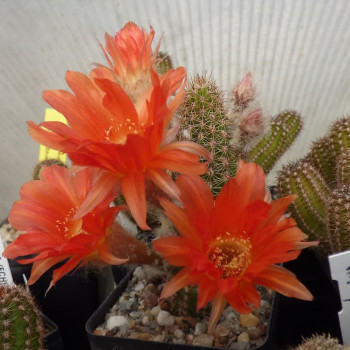 Chamaecereus  Flamme