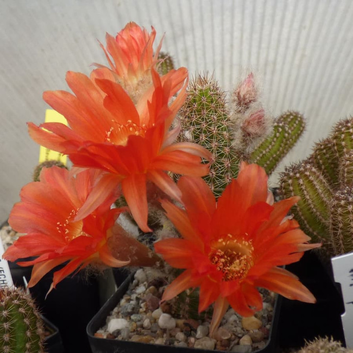 Chamaecereus  Flamme
