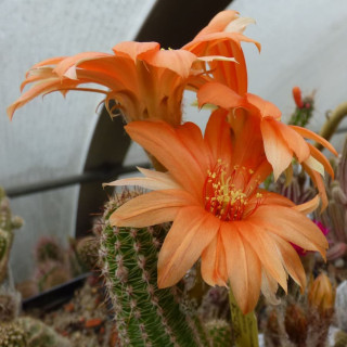 Chamaecereus  Gwendulina