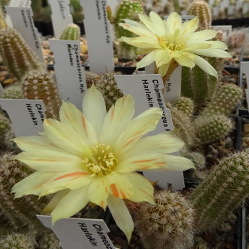 Chamaecereus  Harlekin