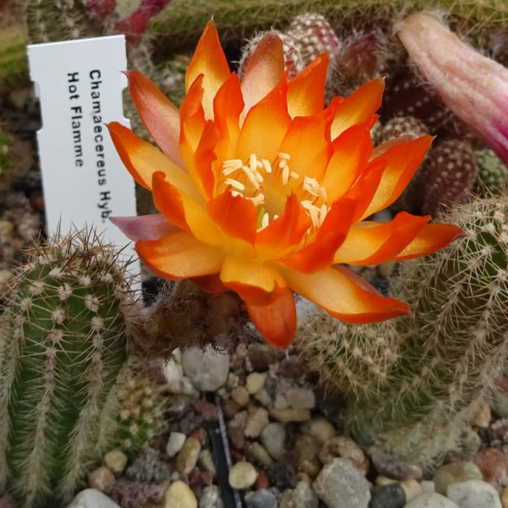 Chamaecereus  Hot Flamme