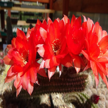 Chamaecereus  Inferno