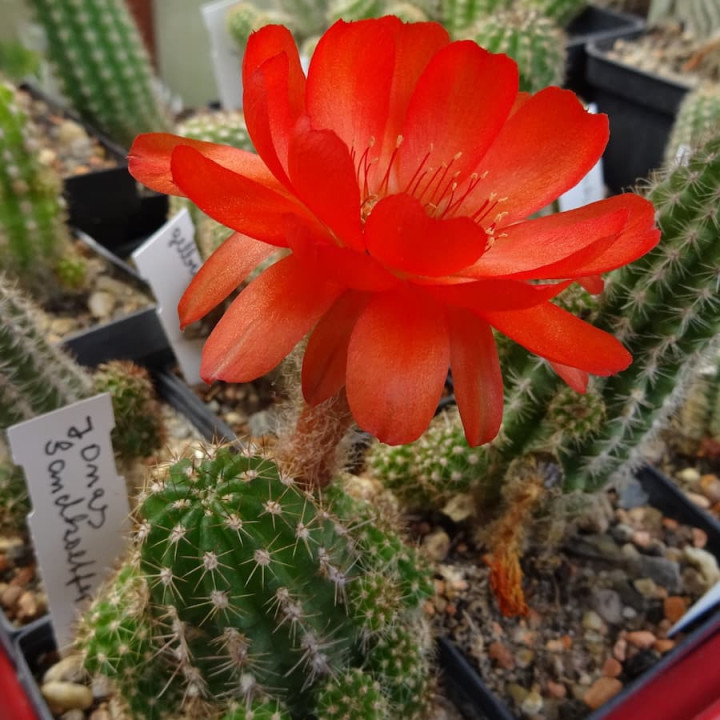 Chamaecereus  Jones Sandkoetter