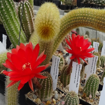 Chamaecereus  Karmin rot