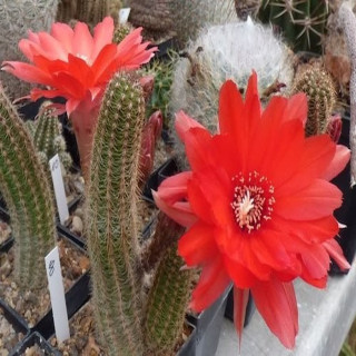 Chamaecereus  Korona