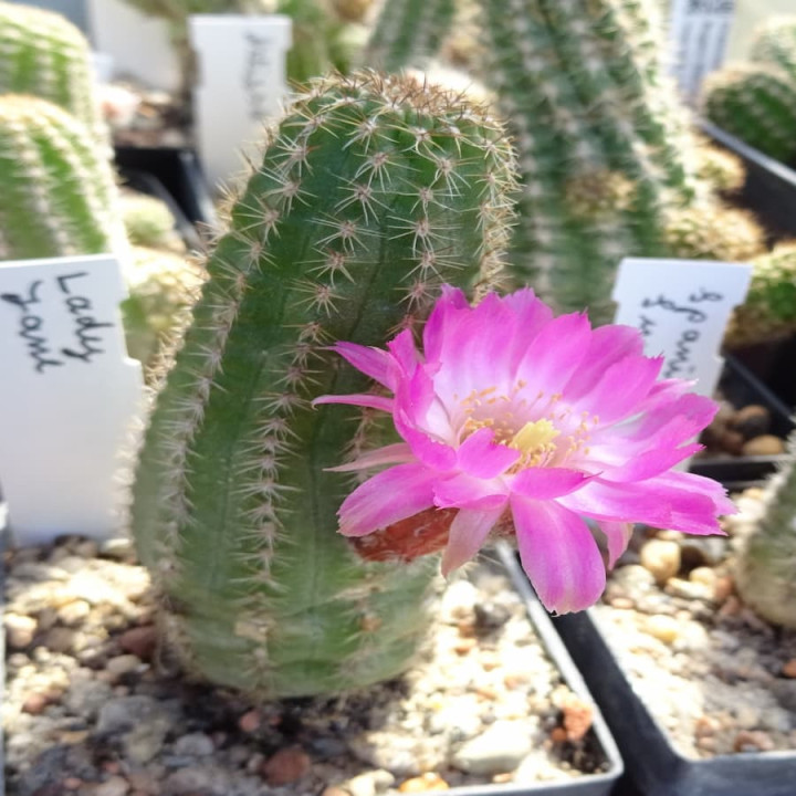 Chamaecereus  Lady Jane