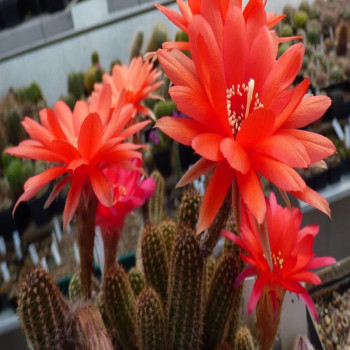 Chamaecereus  Leuchtfeuer