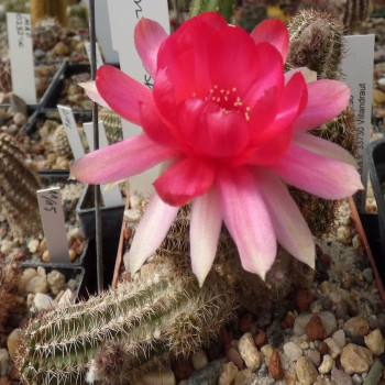 Chamaecereus  Lincon Blush