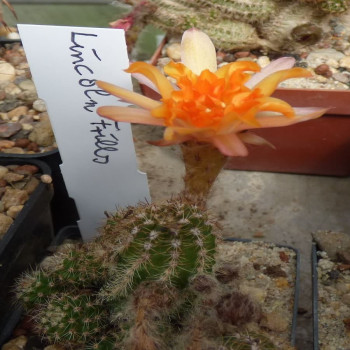 Chamaecereus  Lincon Frills