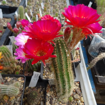 Chamaecereus  Lucille