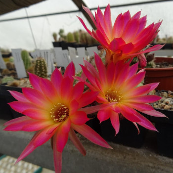 Chamaecereus  Malmö