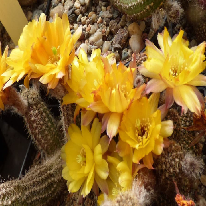 Chamaecereus  Marie Ann