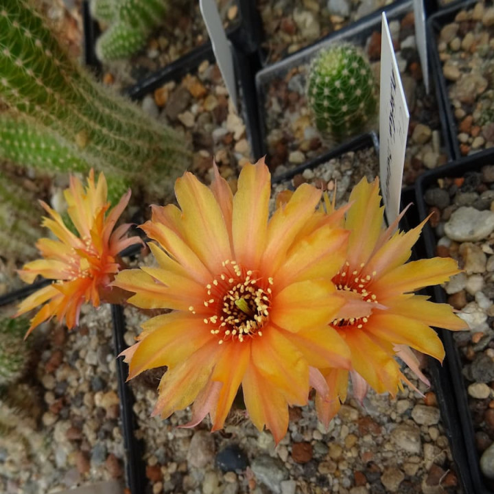 Chamaecereus  Merlin