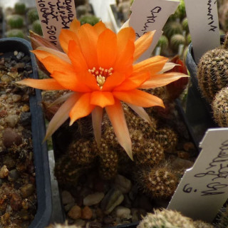 Chamaecereus  Orange Wonder