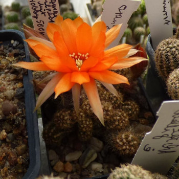 Chamaecereus  Orange Wonder